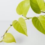 China Umweltschutz 2025